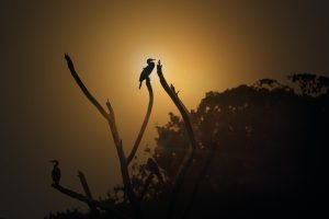 Nachdenkliche Silhouette als Symbol für Schuld, Verantwortung und Selbstreflexion.